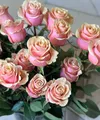 Пудровые розы Premium 60 см — 25 шт.
