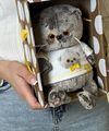 Кот Басик Бантик