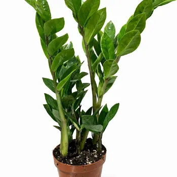 Замиокулькас