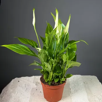 Спатифиллум мини