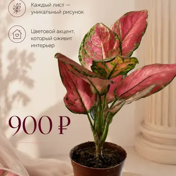 Аглаонема Pink