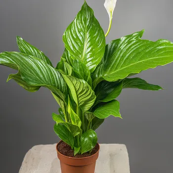 Спатифиллум