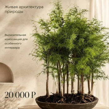 Метасеквойя