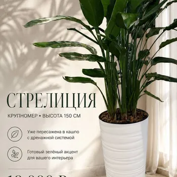 Стрелиция