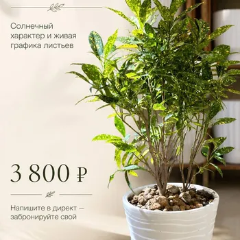 Кодиеум