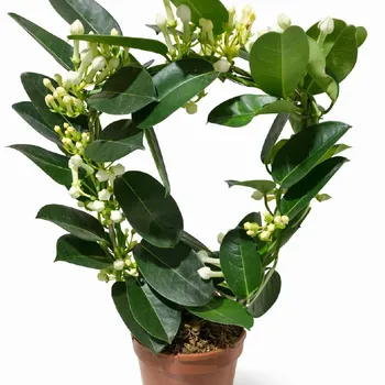 Стефанотис