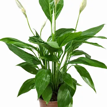 Спатифилум