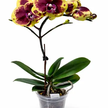 Мини орхидея