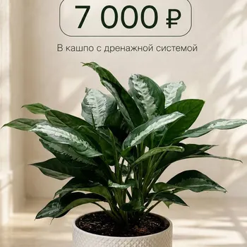 Аглаонема