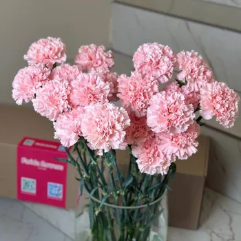 Диантус пудровый (банч) — 10 шт.