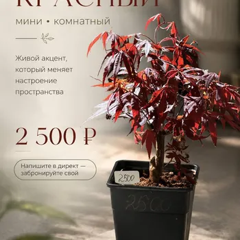 Клен красный