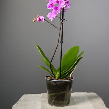 Фаленопсис( орхидея)