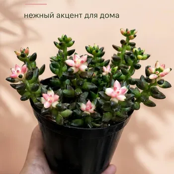 Цветущий Суккулент