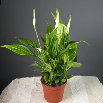 Спатифиллум мини