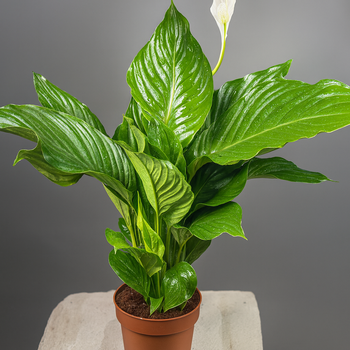 Спатифиллум