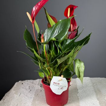 Антуриум мини