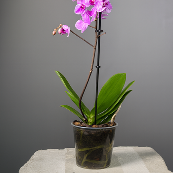 Фаленопсис( орхидея)