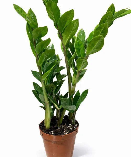 Замиокулькас