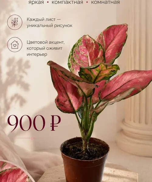 Аглаонема Pink