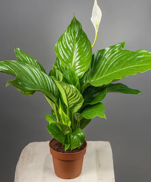 Спатифиллум