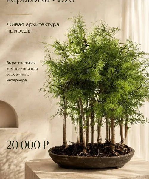 Метасеквойя