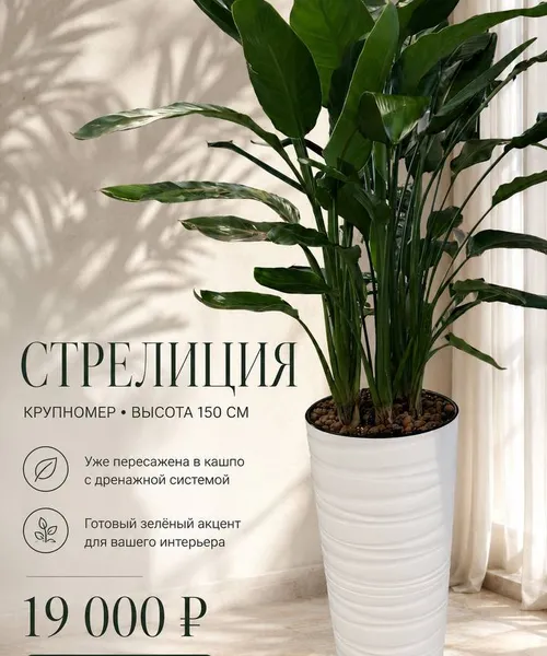 Стрелиция