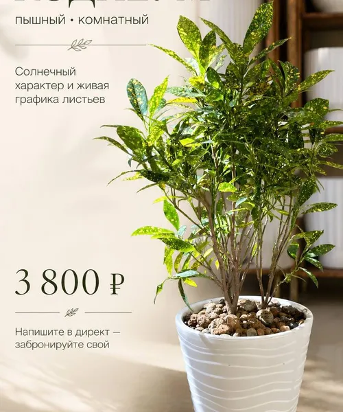 Кодиеум