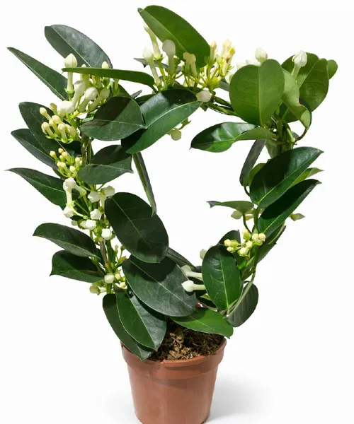 Стефанотис