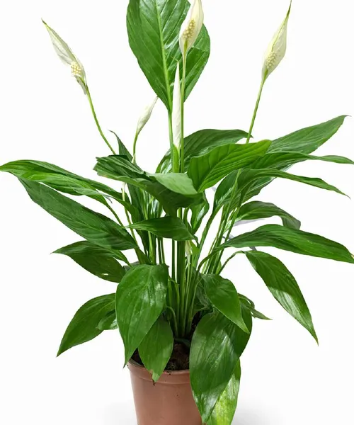 Спатифилум