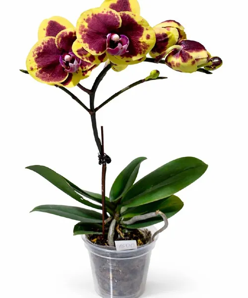 Мини орхидея