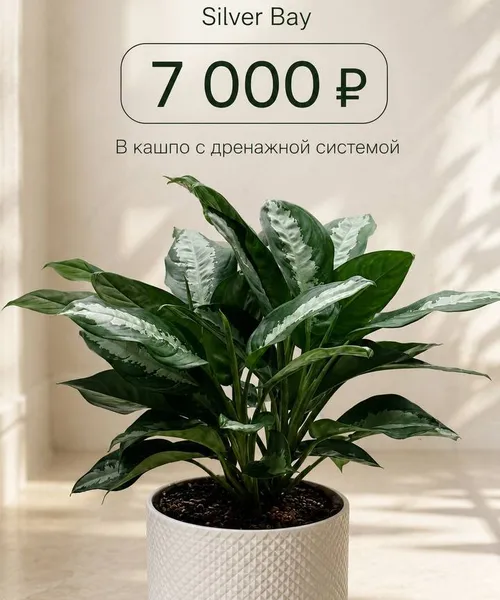 Аглаонема