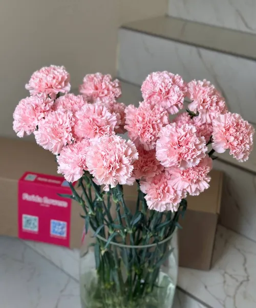 Диантус пудровый (банч) — 10 шт.