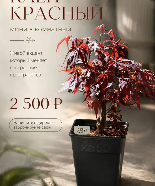 Клен красный