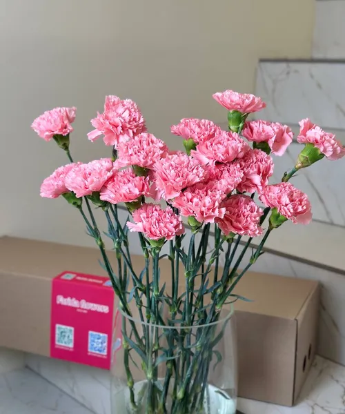 Яркий розовый диантус (Банч) - 20 шт.