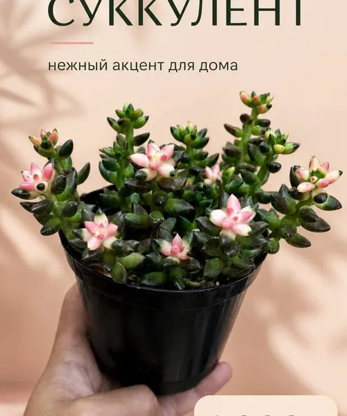 Цветущий Суккулент