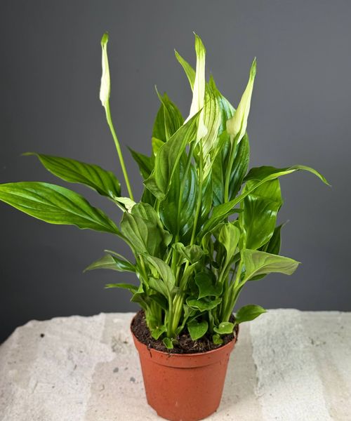 Спатифиллум мини