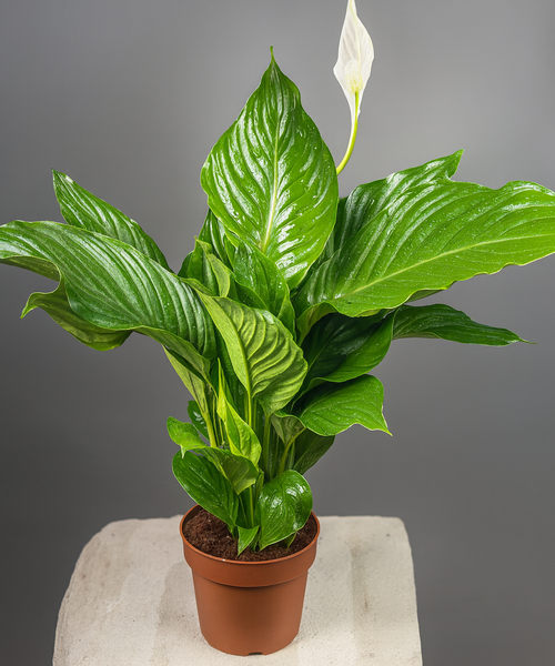 Спатифиллум