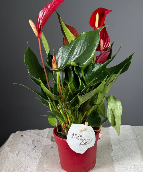 Антуриум мини