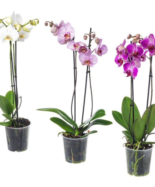 Фаленопсис- Микс 2 Так СОРТОВОЙ