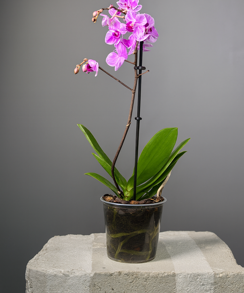 Фаленопсис( орхидея)